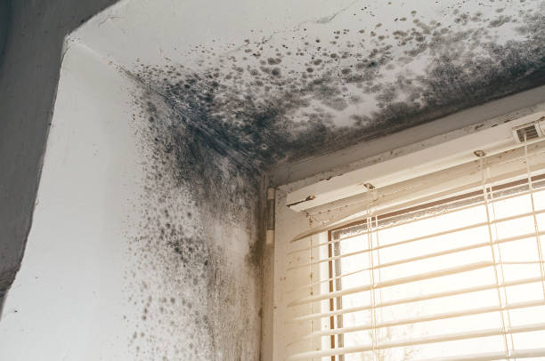 Affordable Crawl Space Mold Removal solutions in Jacksonville, TX